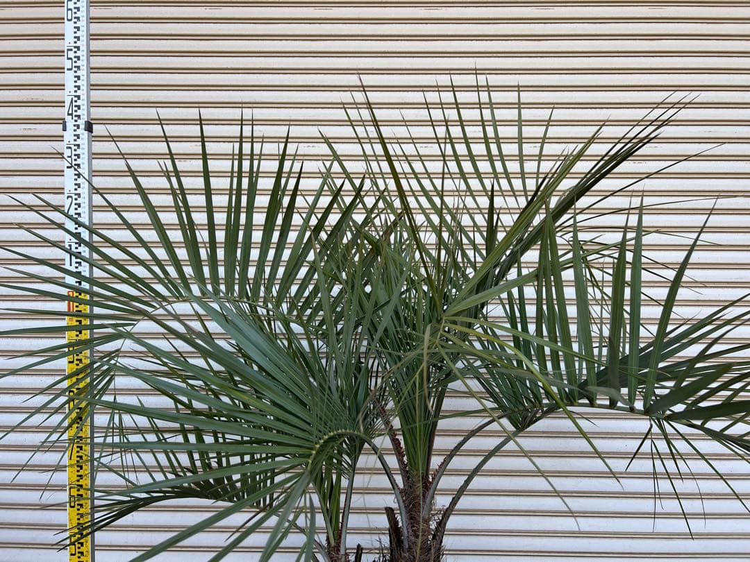 送料込み ココスヤシ シルバーリーフ 株立ち 形状良 新築、鉢植え等に 現品