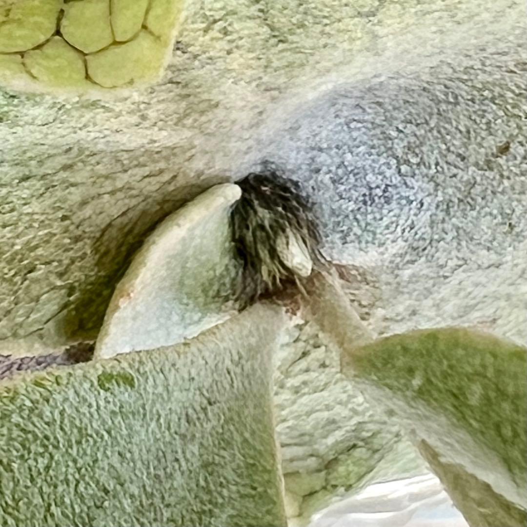 OC株 veitchii cv.celso Tatsutaセルソビカクシダ20 - メルカリ