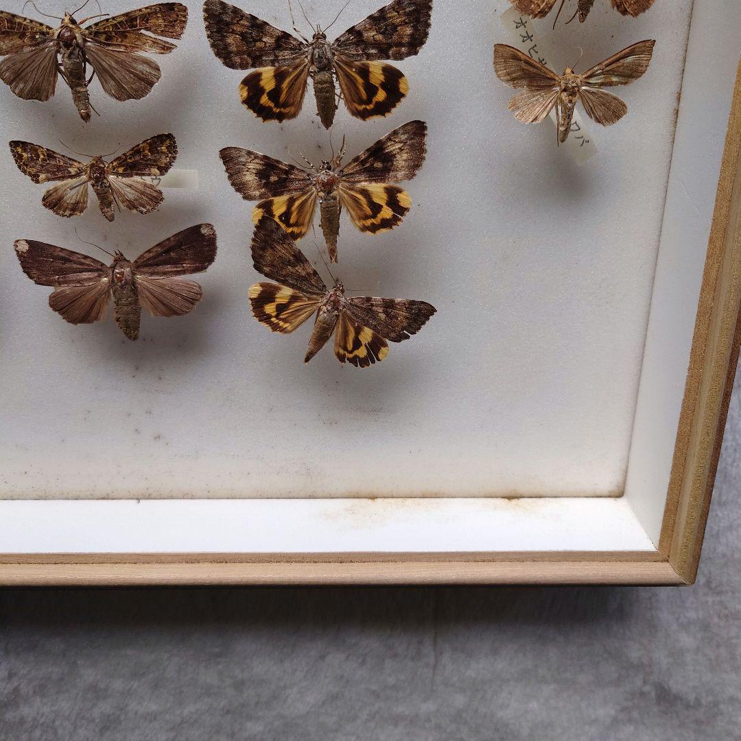 中古 標本箱 大型ドイツ箱 中野製作所 木製 ガラス ドイツ型箱 - メルカリ