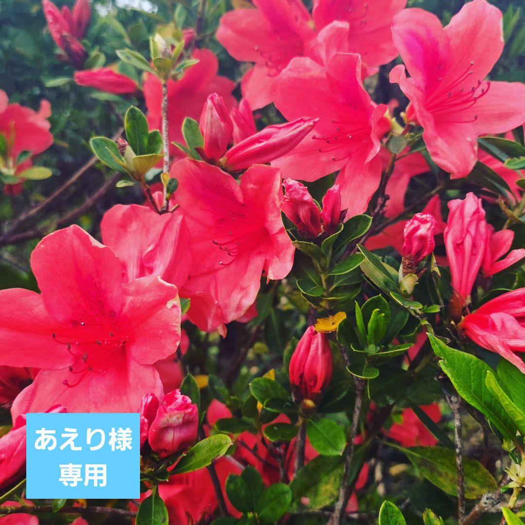 あえりつる エクステ 2クリップ ストレート カール セット売り エクステンション