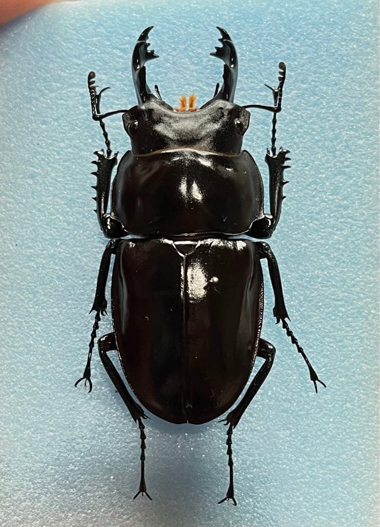 ヤエヤママルバネクワガタ 60ミリup 標本 - メルカリ