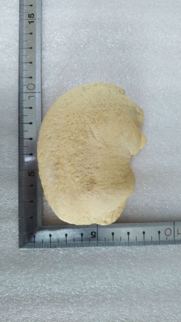 クジラ耳骨 希少両耳 天然美品