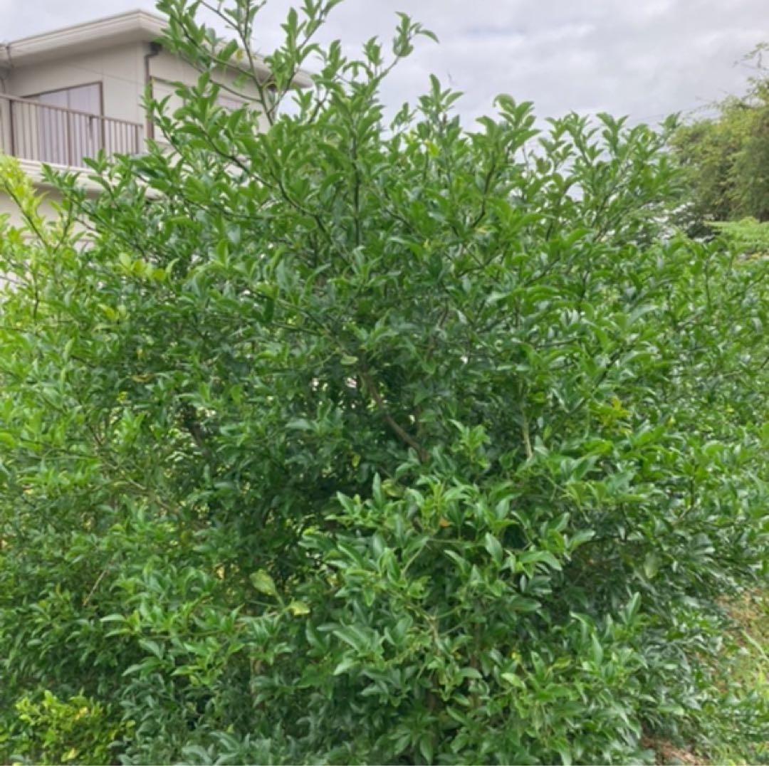 スイングルシトルメロ 10苗 ② ／ 柑橘 台木 枳殻 カラタチ - メルカリ