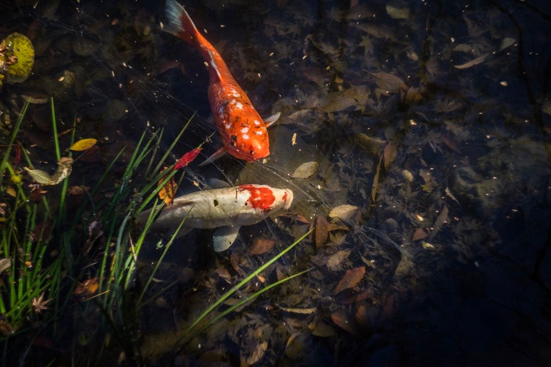 分解清掃済 Helios-44-2 58mm f2 ぐるぐるボケ 5 - メルカリ