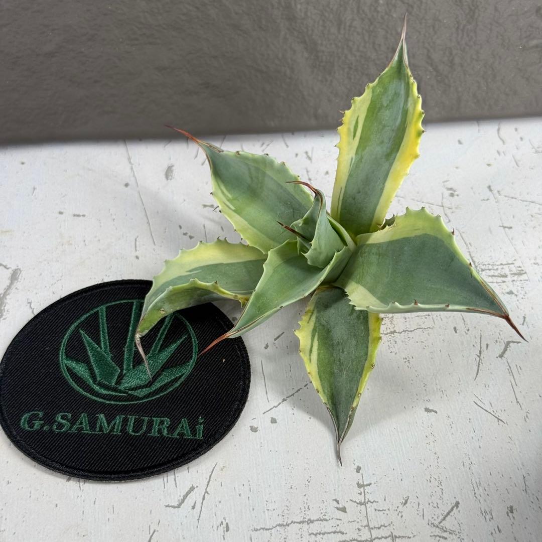 G*n様 【アガベ オバティフォリア“オルカ”】地植え/-18℃まで/極上　L2