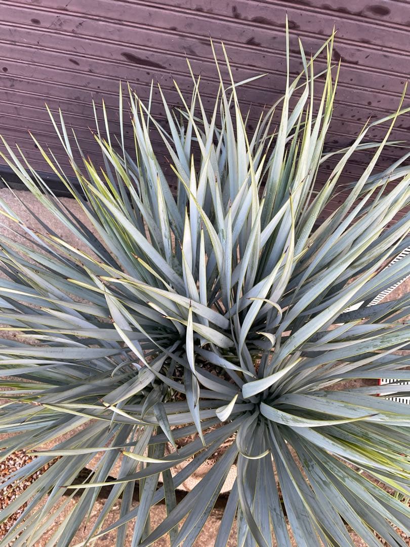 早いもの勝ち ユッカ ロストラータ 4本立ち あ