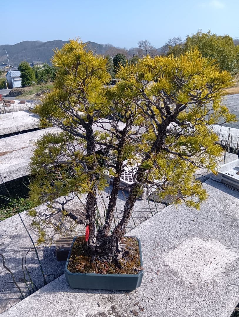 五葉松（山木から年数持ち込み古い） - メルカリ