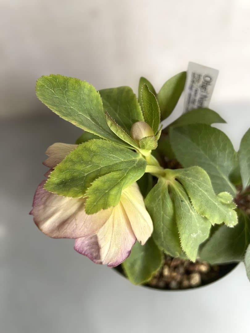 クリスマスローズ sd.蜃気楼hyb - メルカリ