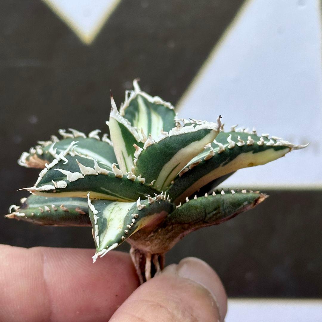 991【上澳園芸】 アガベ チタノタ 狼人錦 安定錦 - メルカリ