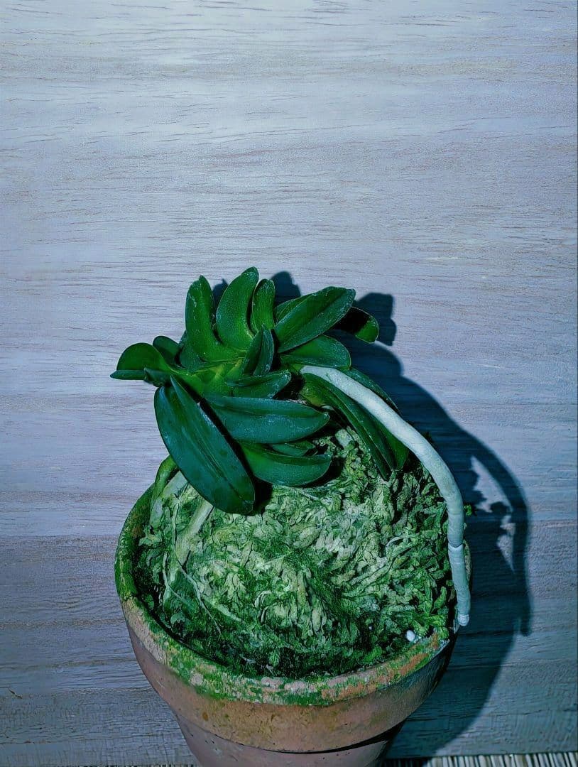 [年末大感謝祭東京土産編激安!!]富貴蘭　波平青海