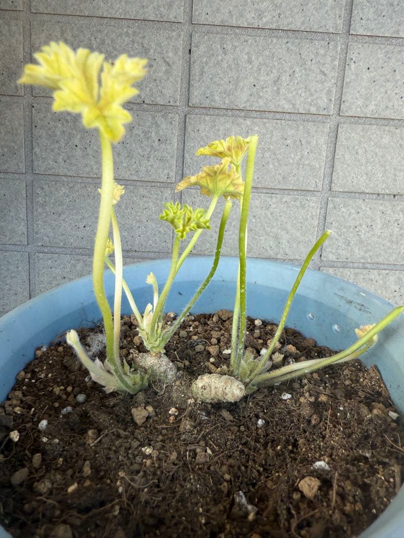 ひまわり様同捆専用