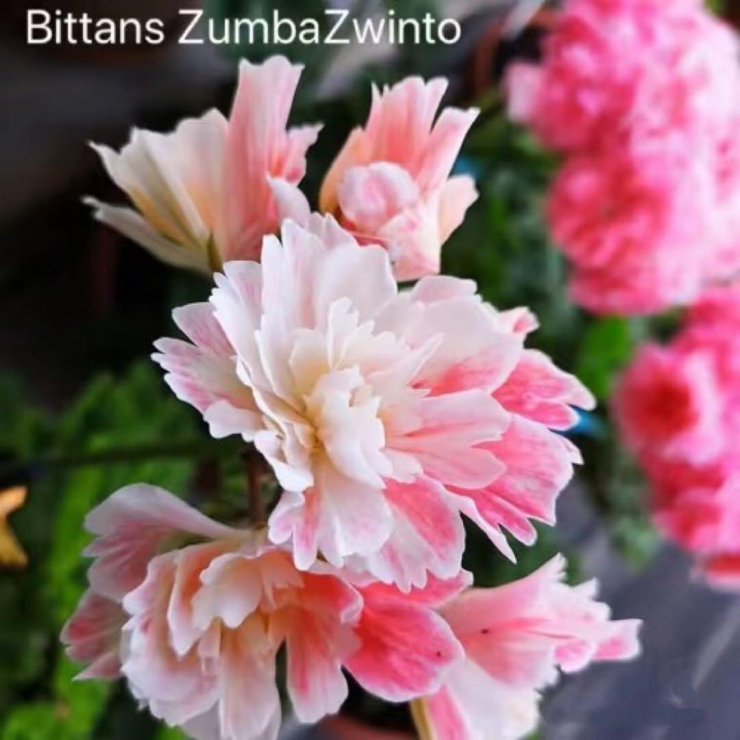 ひまわり様同捆専用