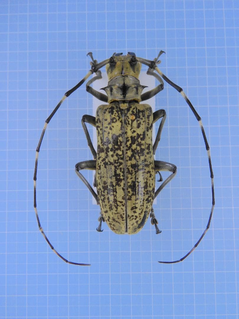 タイ産　大型フトカミキリ　現在入荷皆無　81mm 55108058RR003.JPG