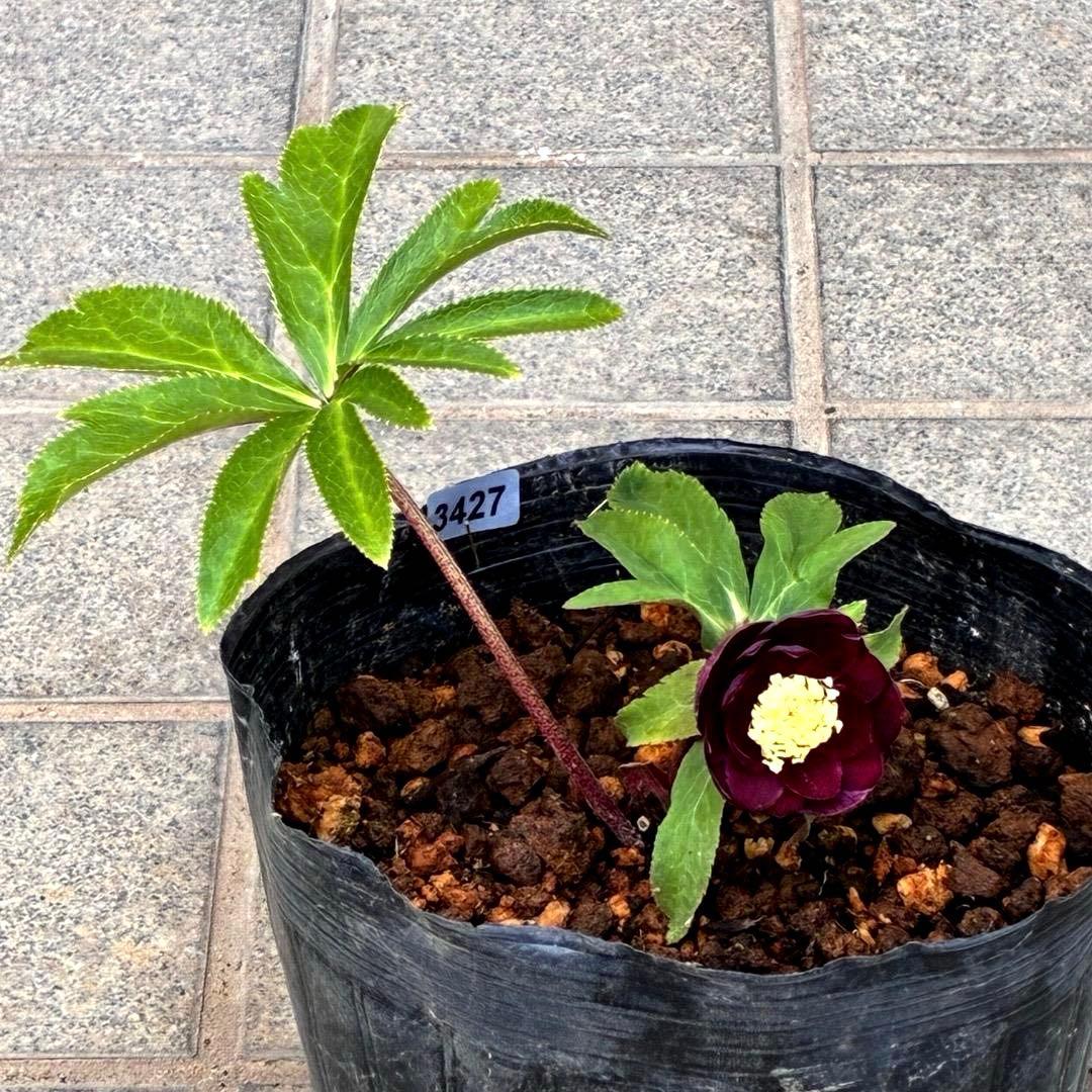 う*ん様 3427☘️花付き☘️⭐️コロコロ小輪⭐️紅赤オーレア⭐️コンパクト⭐