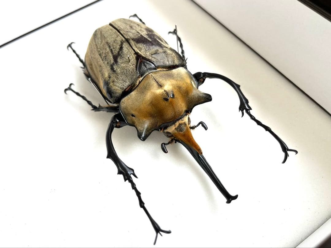 エレファスゾウカブト 117mm 標本 エレファスゾウカブト 117mm ペア》 | KPW公式オンラインショップ