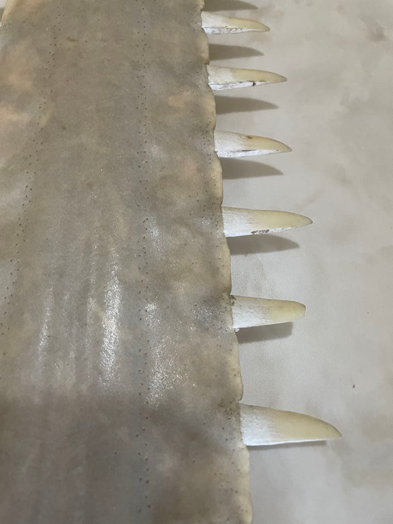 ノコギリエイ　歯　吻