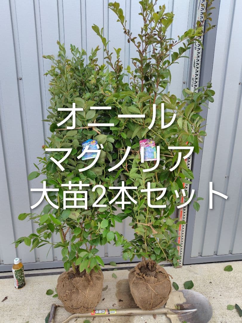 ブルーベリー苗オニール＆マグノリア大苗2本セット - メルカリ