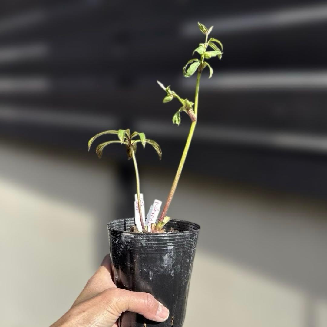 株分け‼️ネコポス‼️来季用❣️クリスマスローズ - メルカリ