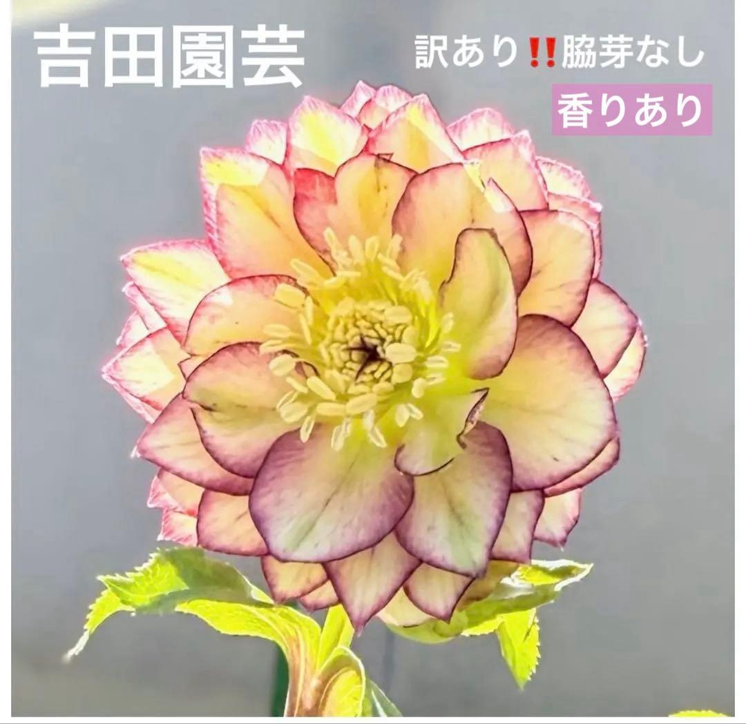 株分け‼️ネコポス‼️来季用❣️クリスマスローズ - メルカリ