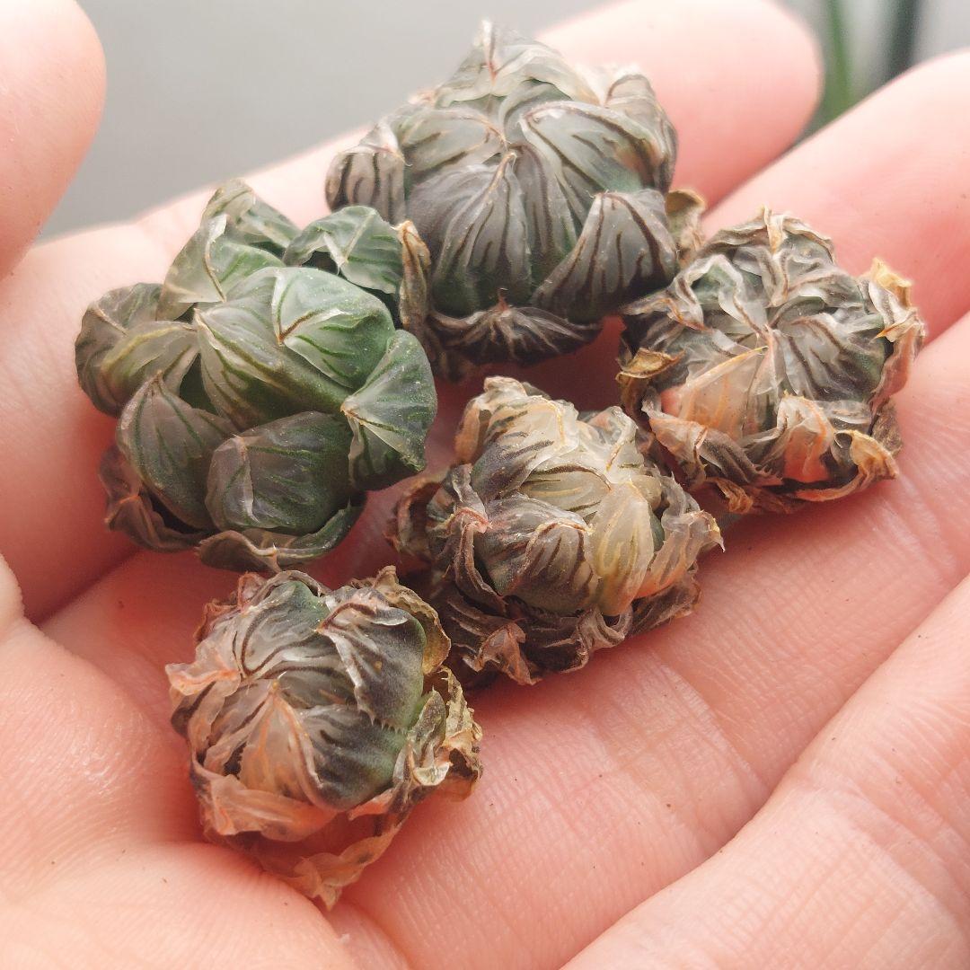 特価】ハオルチア オブツーサ錦 極上斑 5株セット - メルカリ