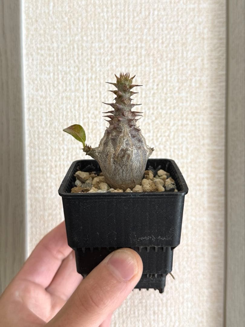 パキポディウム ウィンゾリー Pachypodium windsorii 実生② 実生株】パキポディウム ウィンゾリー | Pachypodium windsorii – LAND