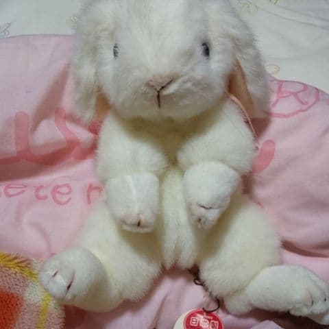 (吉徳の。)ぬいぐるみ 公式】吉德のぬいぐるみ (@yoshitoku_plush) • Instagram photos and