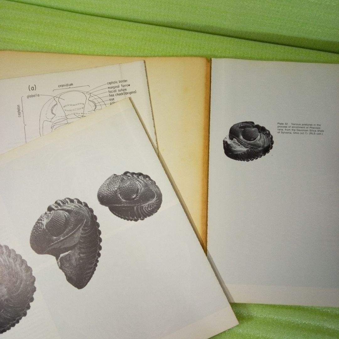 Trilobites A Photographic Atlas 三葉虫 化石 本 - メルカリ