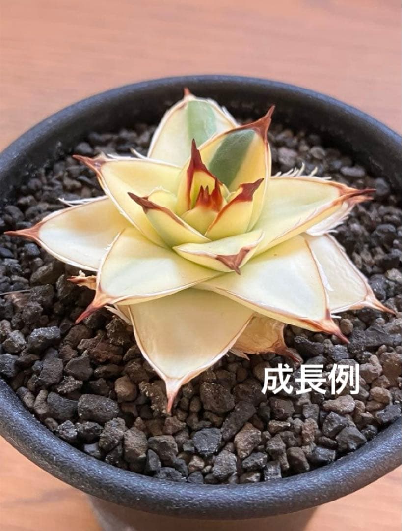 彪*丸様 【初売りオークション】74 アガベ 王妃笹の雪A型 ピンキー