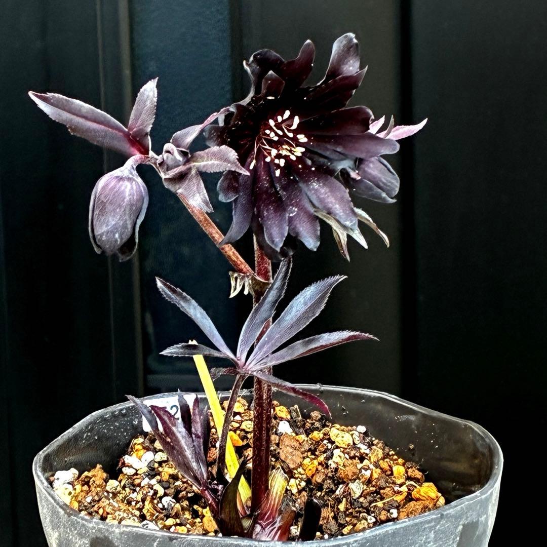 ゴ*ー様 3528☘️ラスト2☘️蕾花付☘️⭐️ブラックマジック⭐️テカテカ⭐️