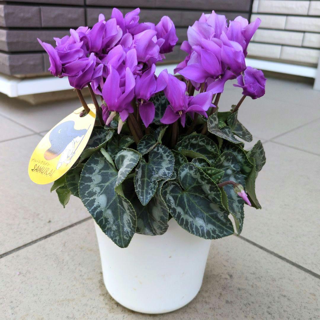 花鉢 ブルーシクラメン サムライ 侍 SAMURAI 4.5号鉢 - メルカリ