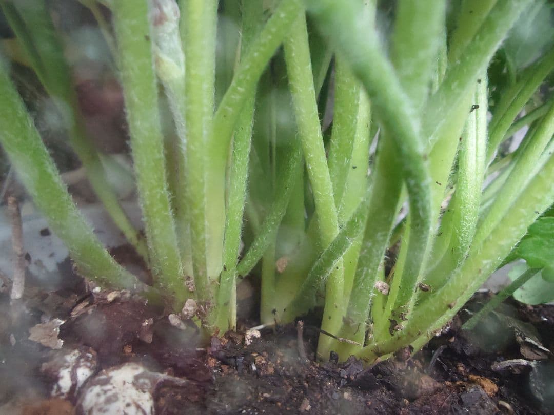 宿根草【廃盤決定！】 ラナンキュラス ポンポン『ハーマイオニー』5号