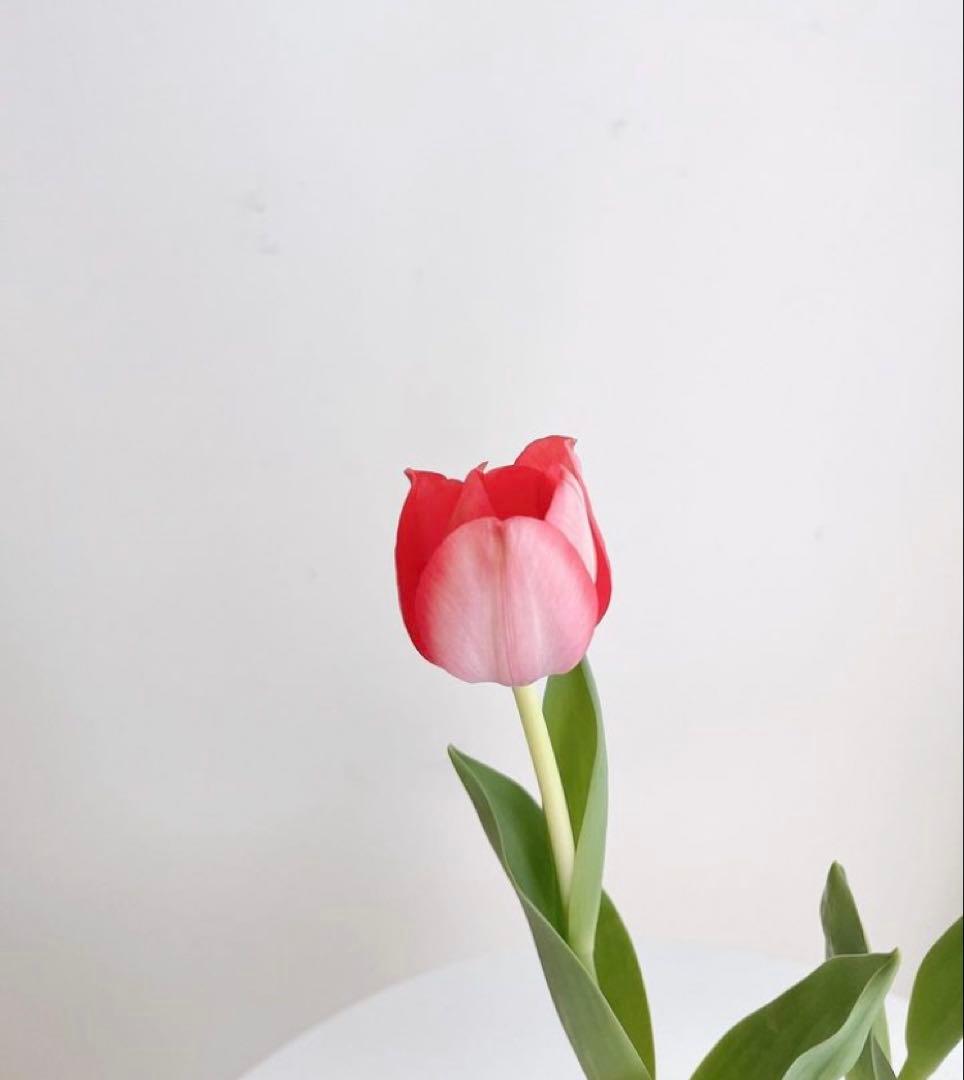 エナジーシャンプー　ムウムG 550ml 詰め替えレフィル FROM EARTH（フロムアース） エナジーシャンプー ムウムG 550ml