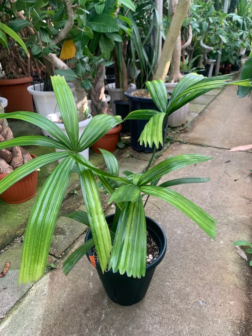 なつ様専用 リクアラ・スピノーサsp - メルカリ