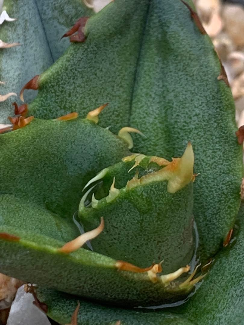 アガベ オテロイ オアハカ 実生 選抜 チタノタ - メルカリ