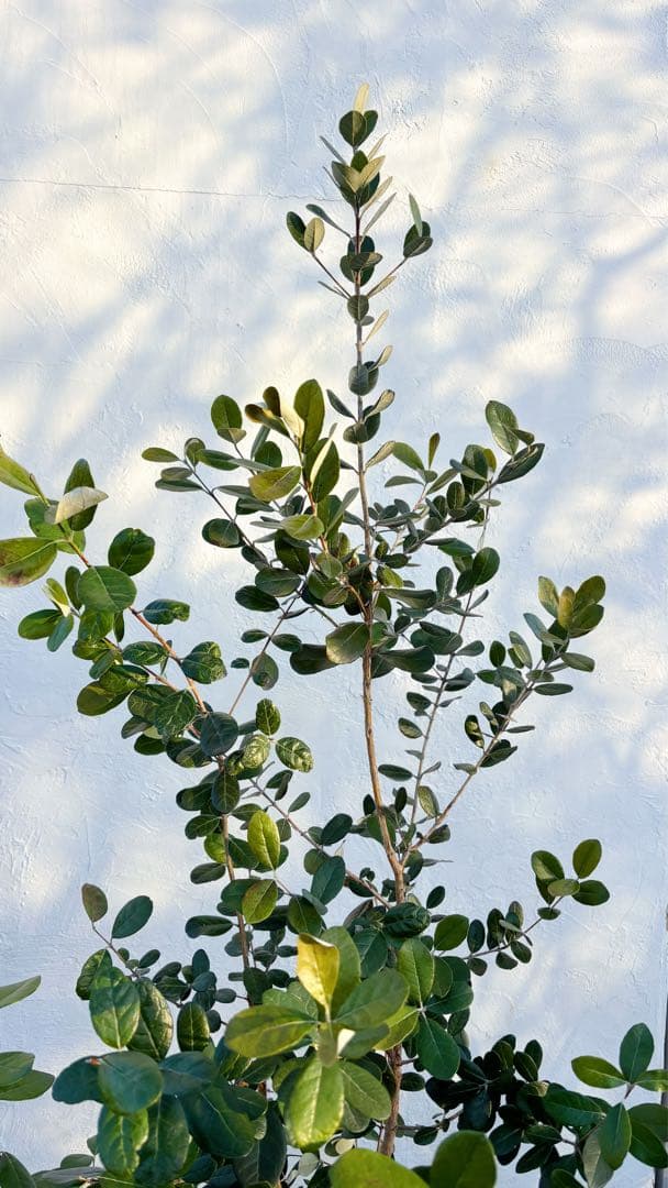 超逸品。フェイジョア株立ち1.7M(鉢底から)品番F - メルカリ