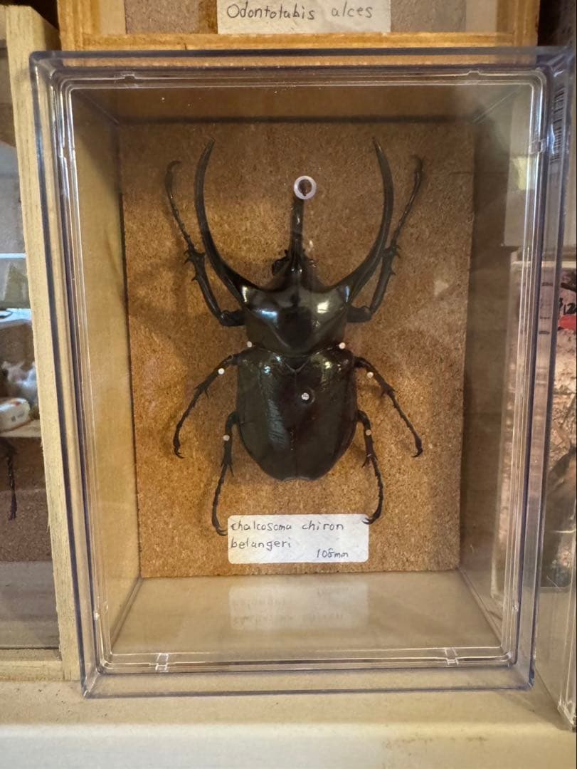標本 タイリクコーカサスオオカブト 106ミリ - メルカリ