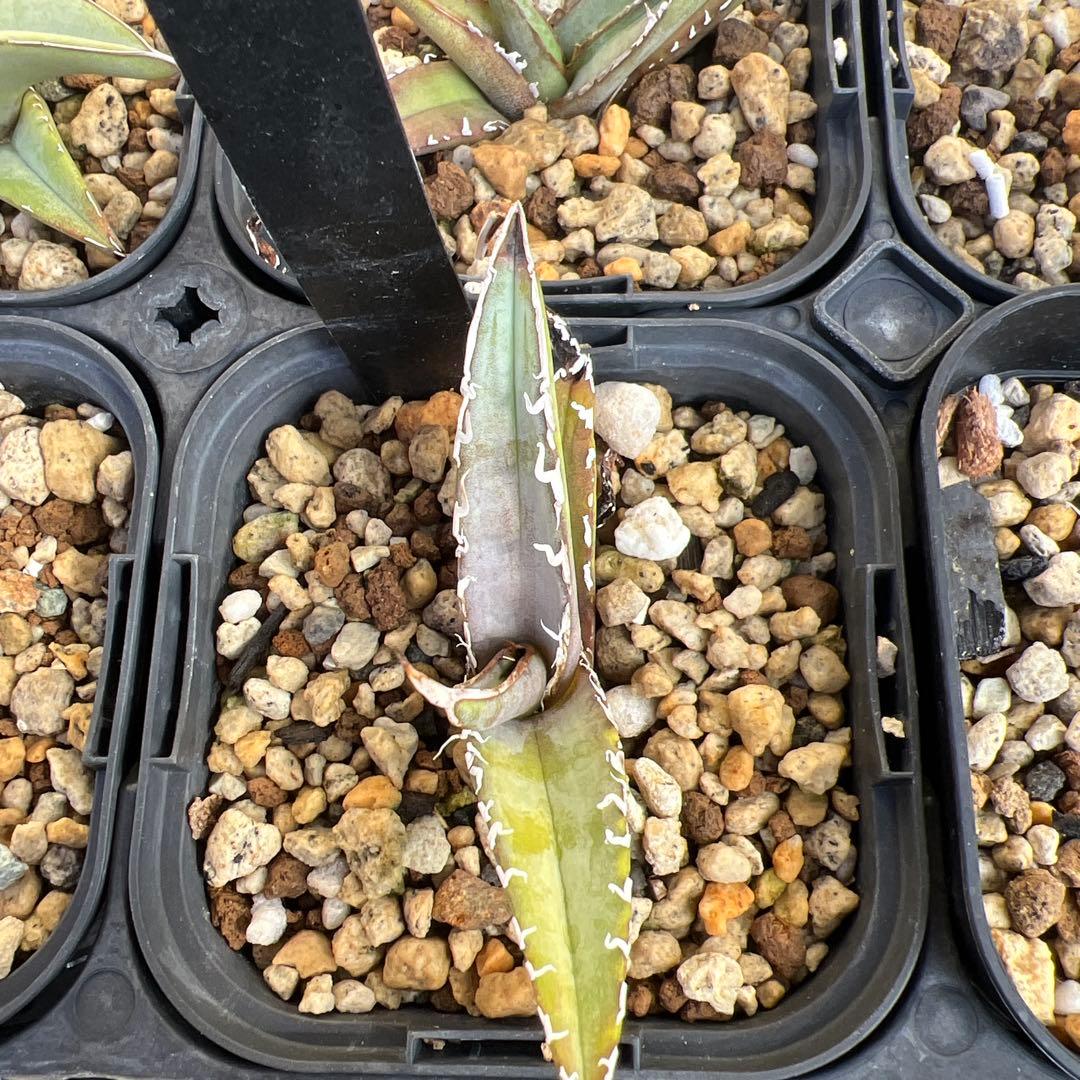 アガベ チタノタ オテロイ実生23株セット - メルカリ