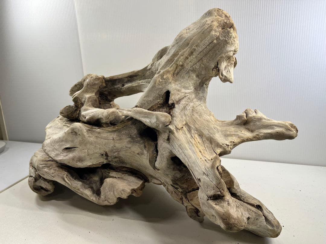 T90特大流木 大型流木 アク抜き済み 漂白処理 爬虫類シェルター