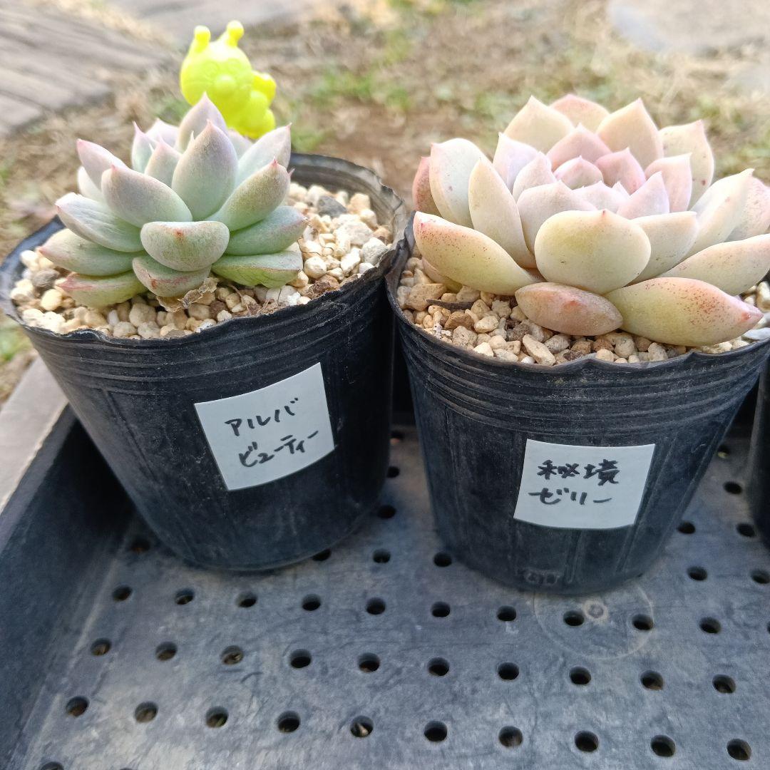 ⑤【ポットごと】10種セット☆多肉植物☆メルカリ便 - メルカリ