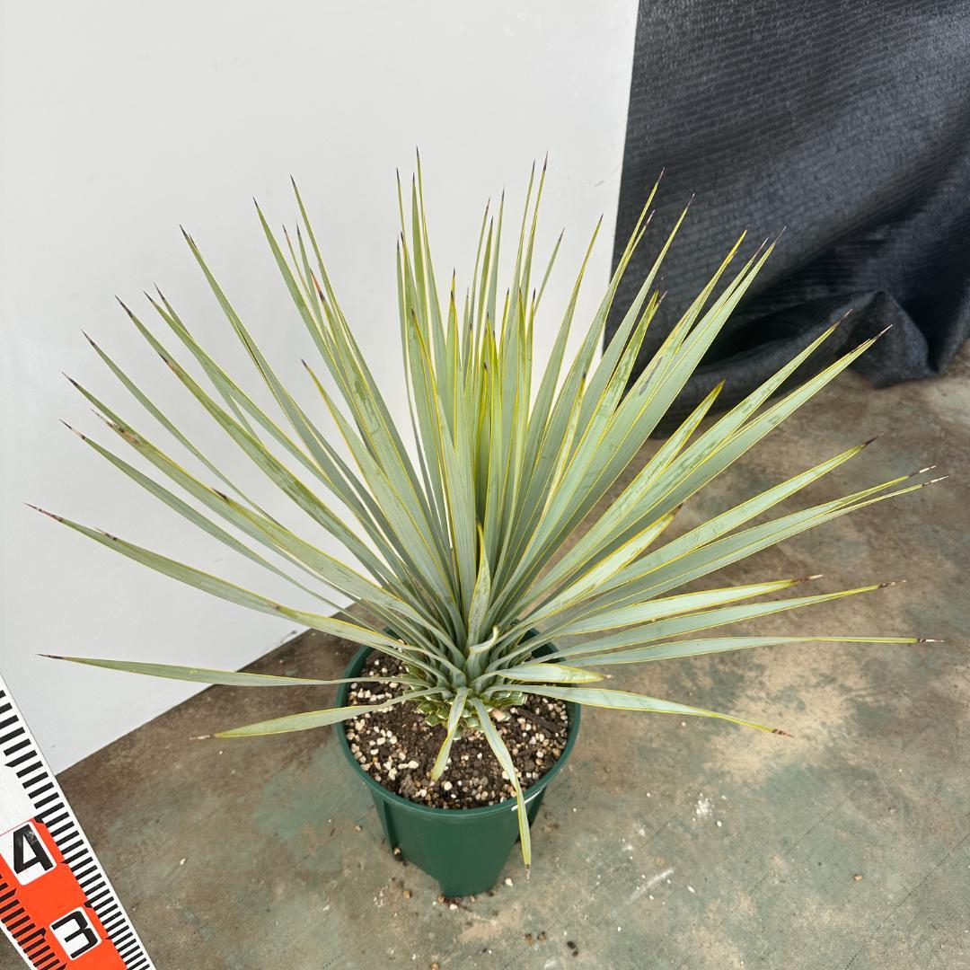 ユッカ ロストラータ【21-408】シルバーブルー - メルカリ