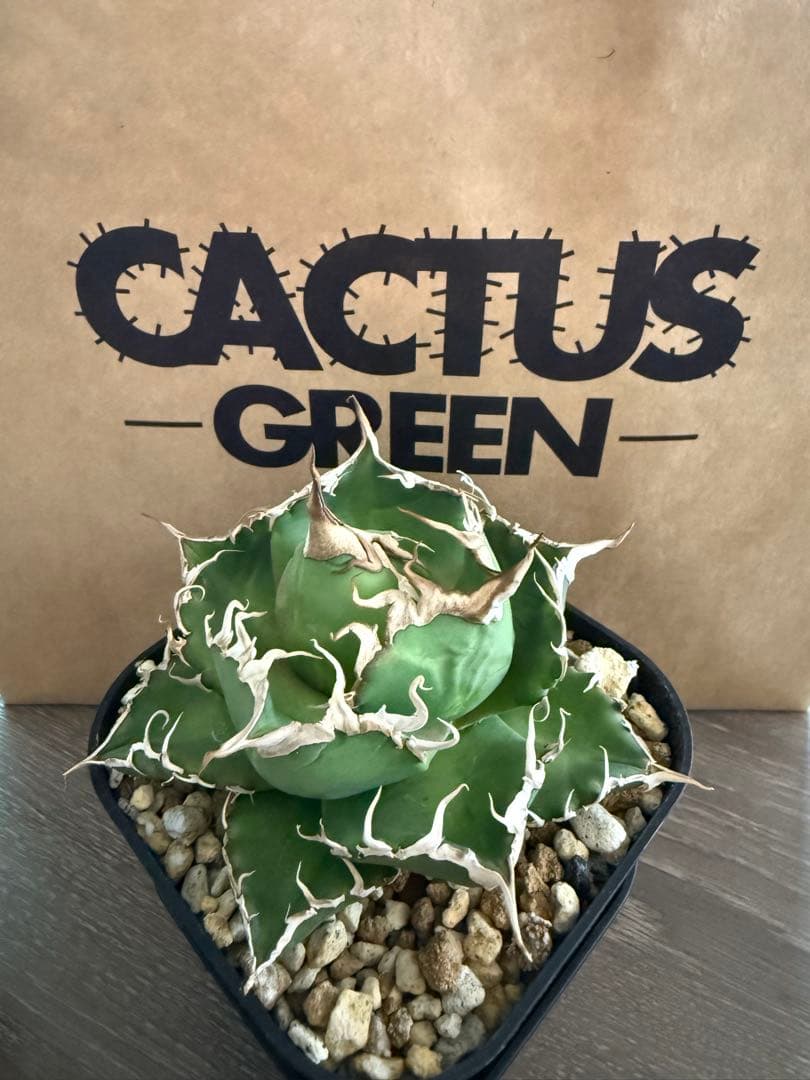 泣きのコレクション出品！ アガベ スーパーチタノタ 親株 | 激安通販の