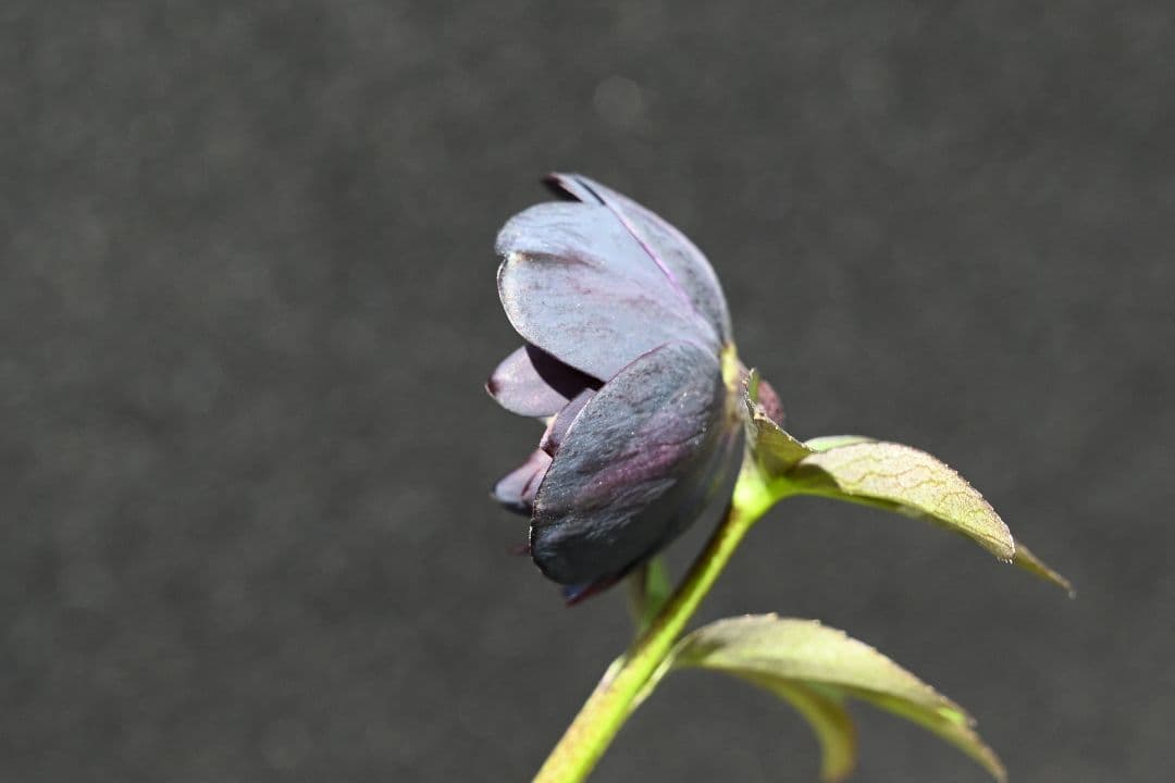 クリスマスローズ 訳あり！認定美黒姫 加藤農園 - メルカリ