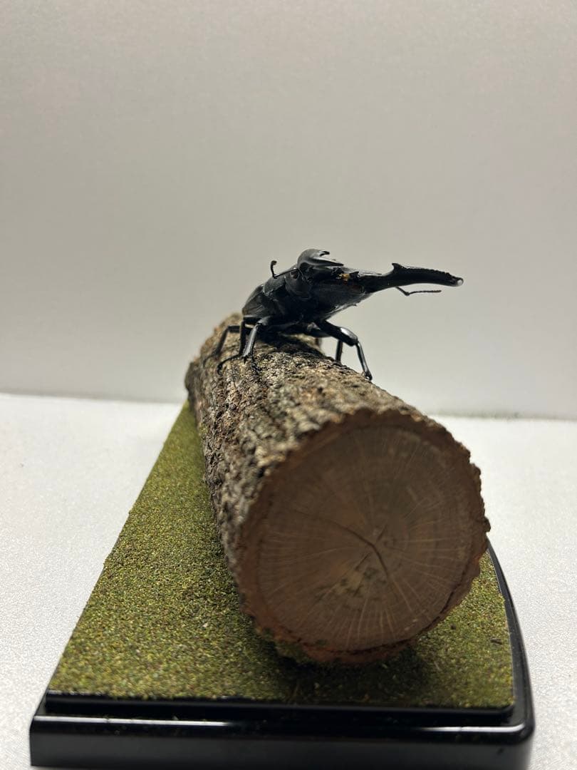 タ*カ様 LIVE標本　パラワンオオヒラタ　109.2mm 超特大