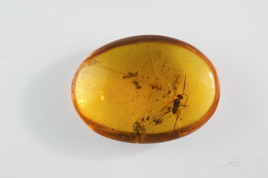 ZB322虫入り琥珀化石 ミャンマー カムティかタナイ産 9900万年前