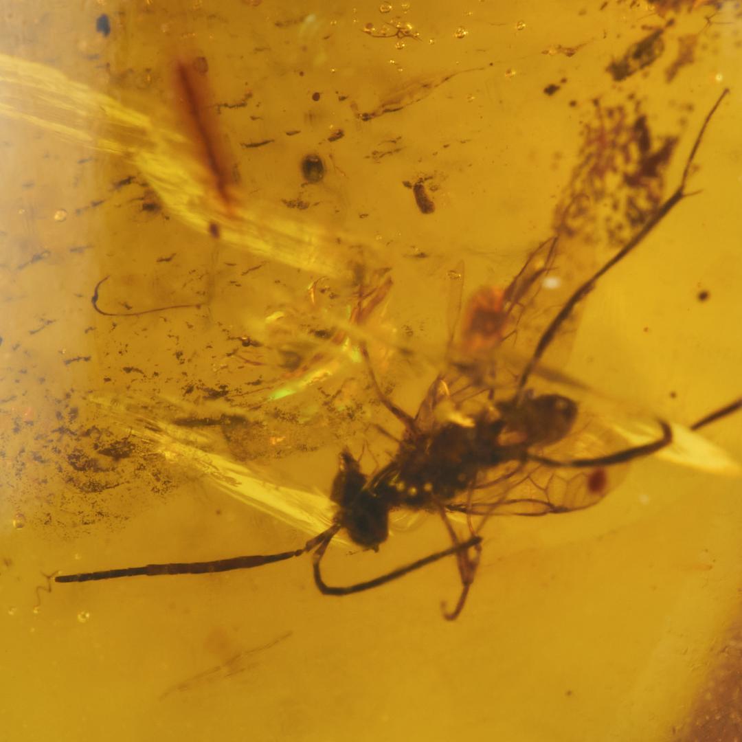 ZB322虫入り琥珀化石 ミャンマー カムティかタナイ産 9900万年前