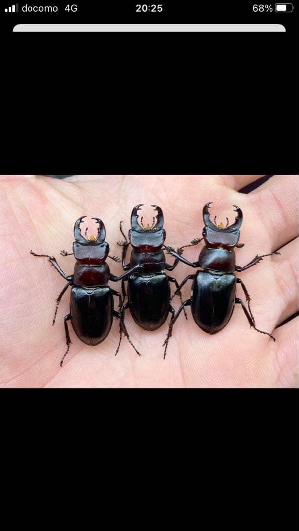 赤系　ミクラミヤマクワガタ標本♂3頭セット ミクラミヤマクワガタ | 虫けら屋の「ちょっと虫採り行ってくる！」