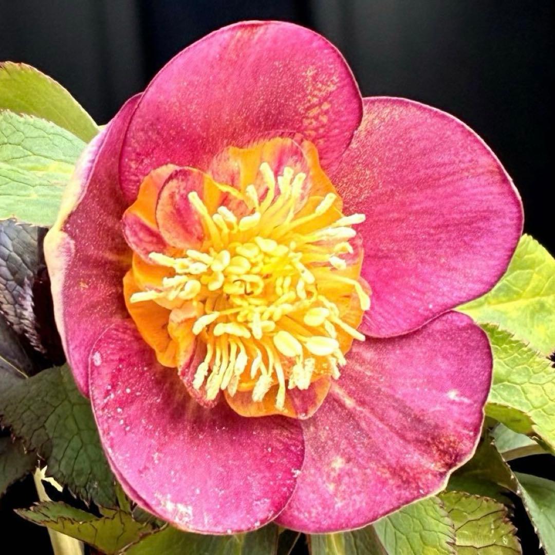 も*読様 3491☘️蕾花、タグ付き☘️金SD⭐️オーレア⭐️小輪⭐️金/紅ツー