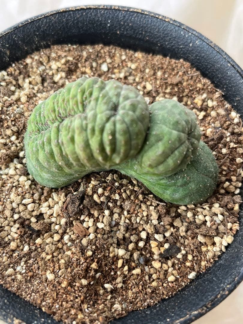 お値下げ依頼対応中です⭐️キャンセルも大丈夫です⭐️