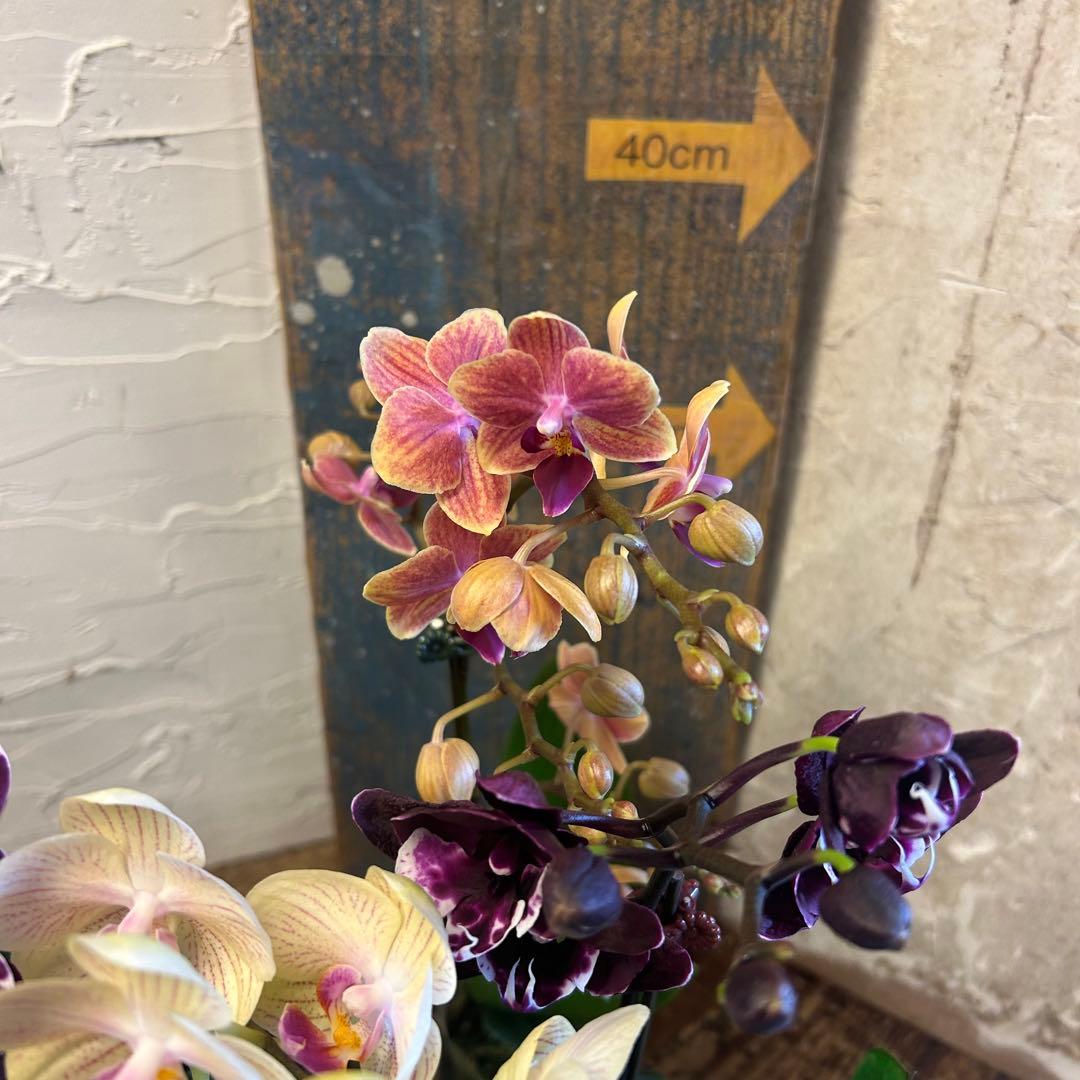 胡蝶蘭 変わり咲きアソート 8種8ポット ファレノプシス