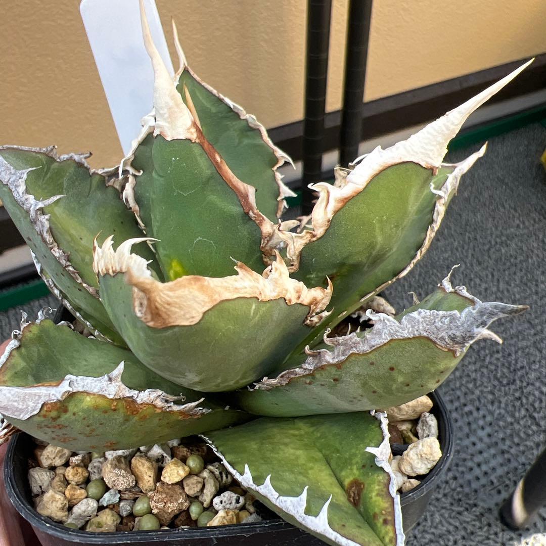 アガベ チタノタ 狼人 - メルカリ
